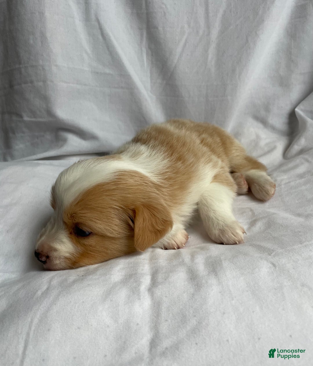 Australian Shepherd dogs for sale: Blue - Ad 4