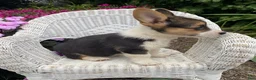 Welsh Corgi Pembroke dogs for sale: Joey - Ad 3
