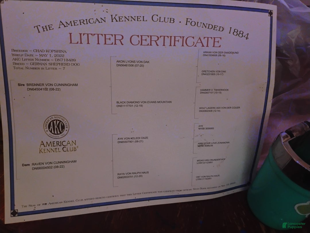 German Shepherd dogs for sale: German Shepherd Puppy 1 - Ad 3