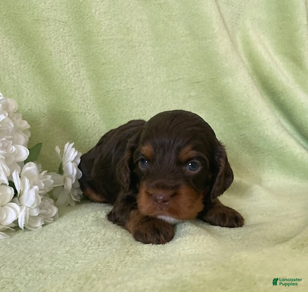Cavapoo dogs for sale: Nolan- Chocolate tri - Ad 1