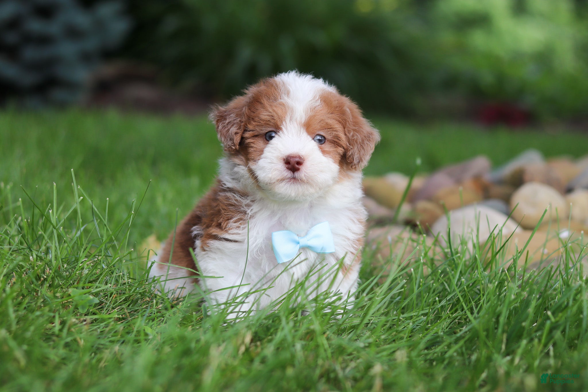 Havapoo dogs Parker - Ad 2