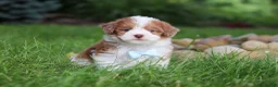 Havapoo dogs for sale: Parker - Ad 2