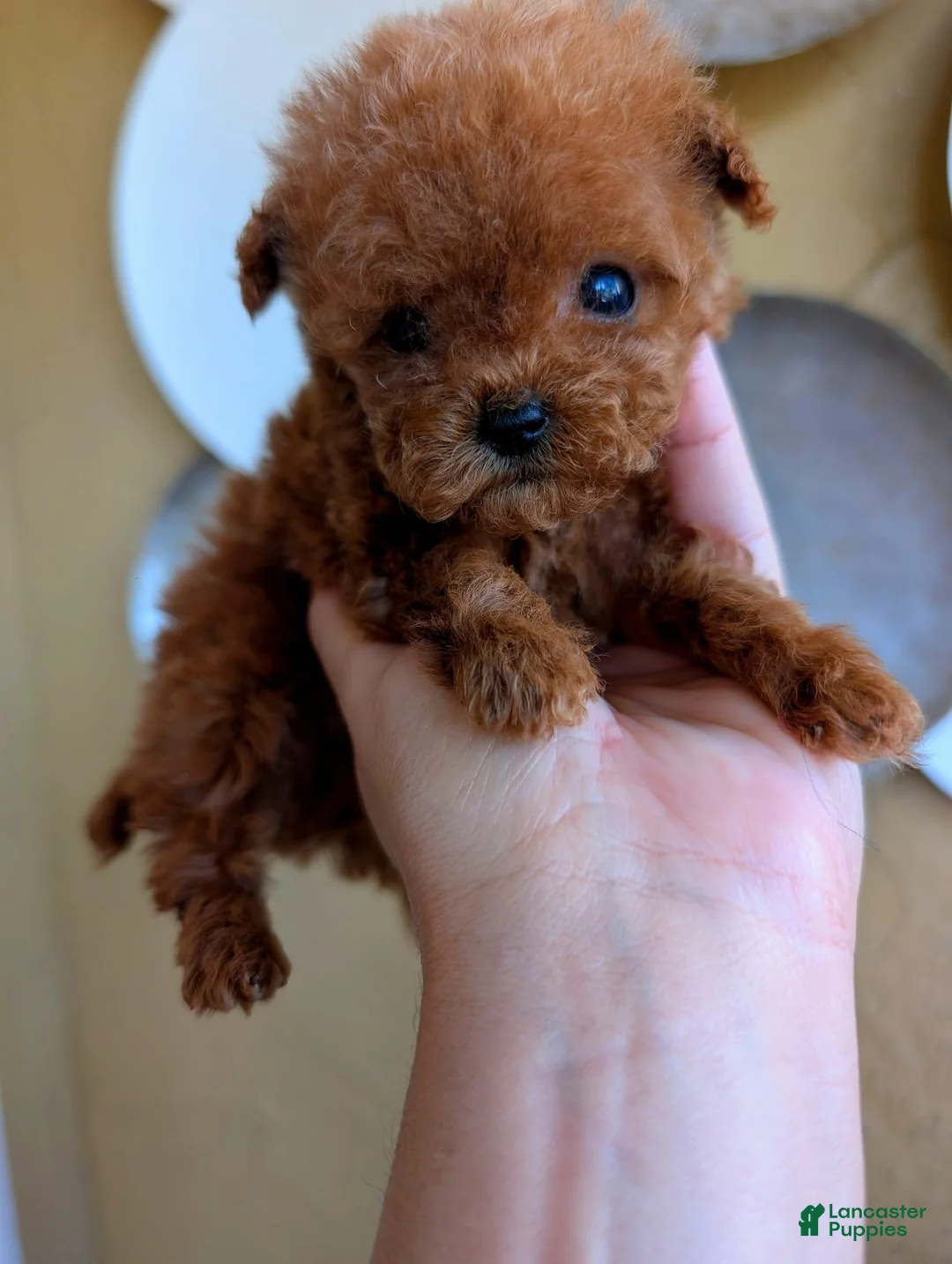 Toy Poodle dogs for sale: Micro Teacup Boy AKC  - Ad 2