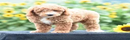Miniature Poodle dogs for sale: Lexis - Ad 5
