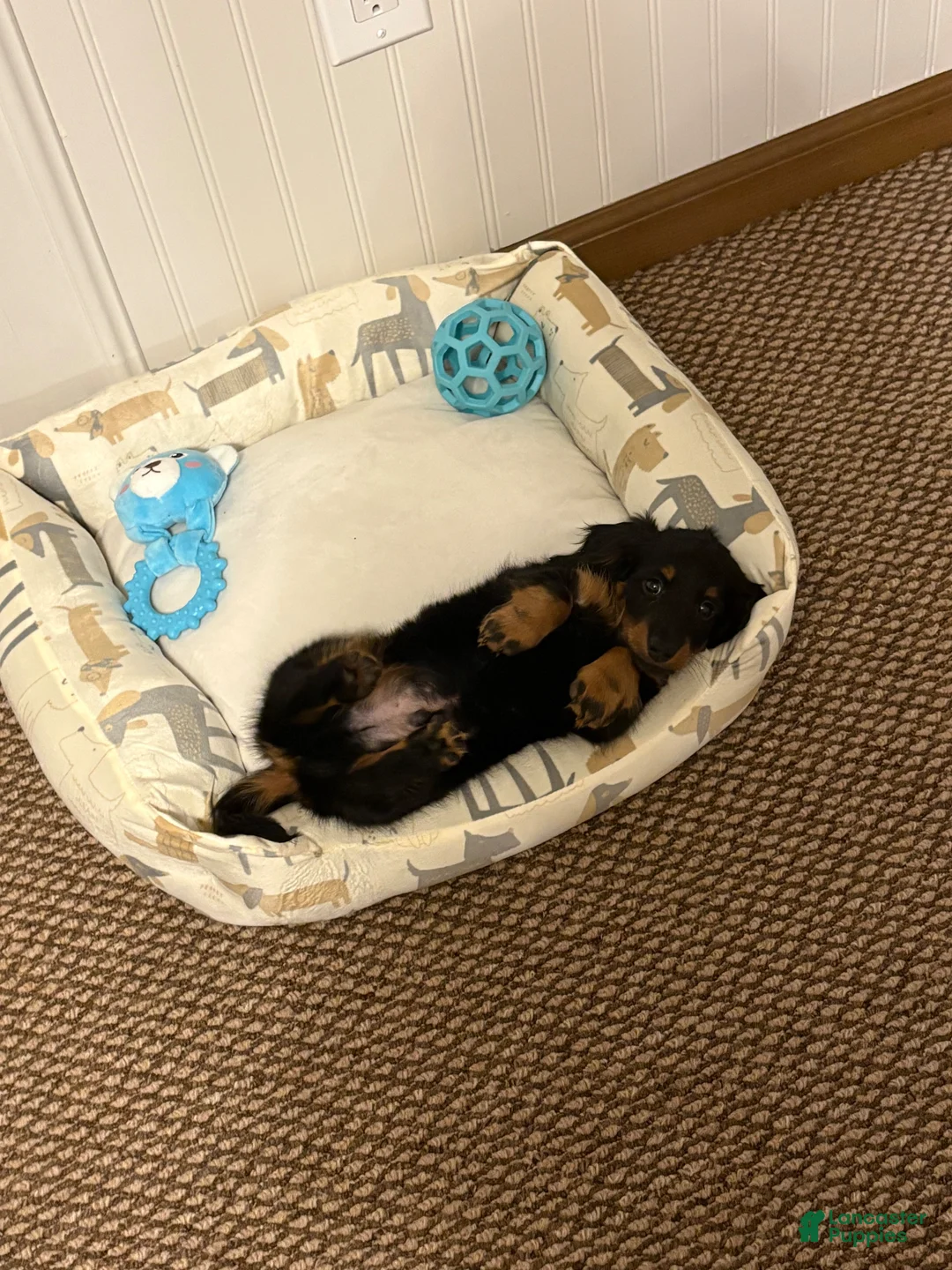 Miniature Dachshund dogs for sale: Miniature Dachshund Puppy 1 - Ad 4