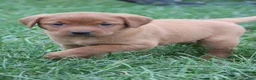 Labrador Retriever dogs for sale: Autumn - Ad 7
