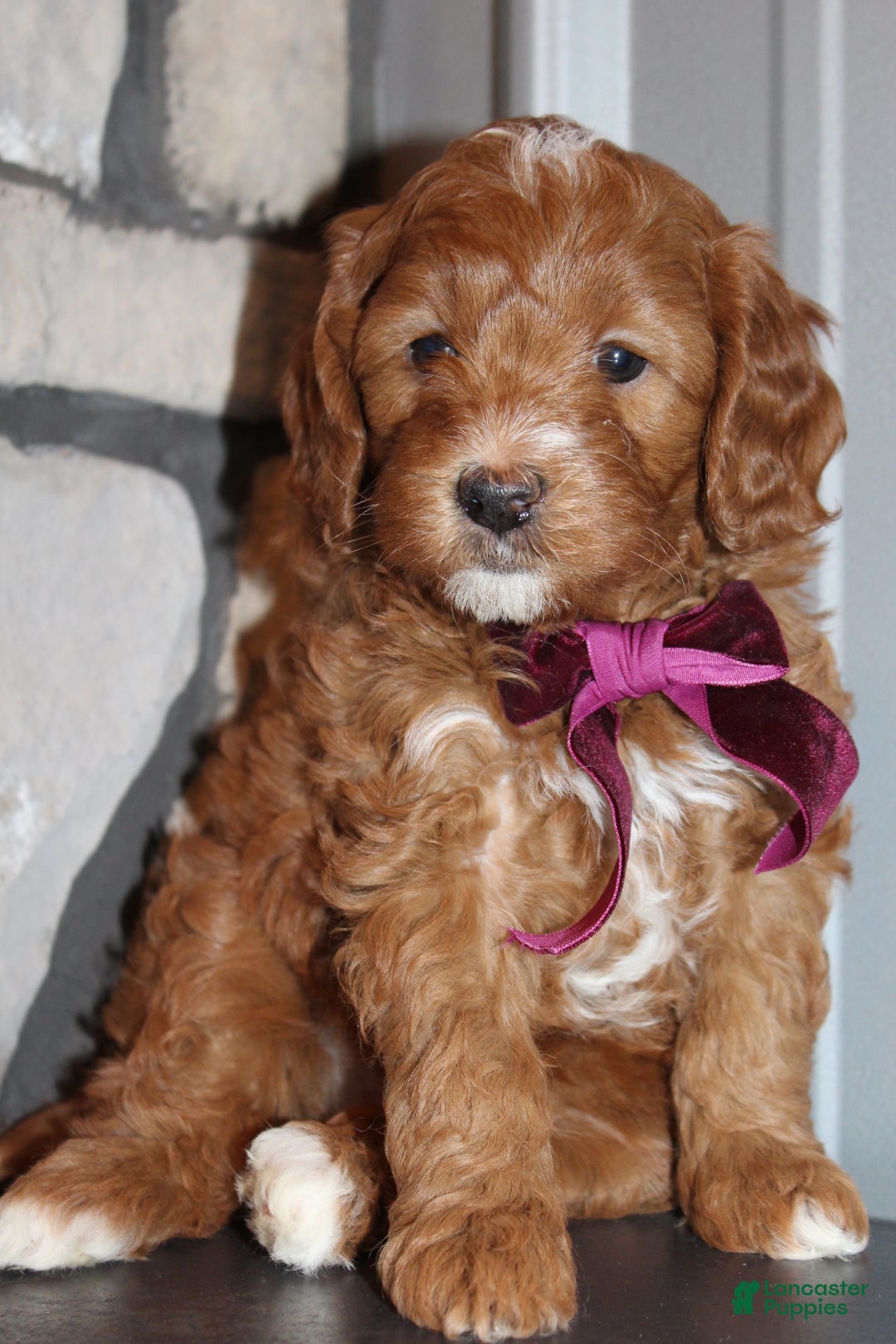 Mini Goldendoodle dogs for sale: Willow-Mini - Ad 2