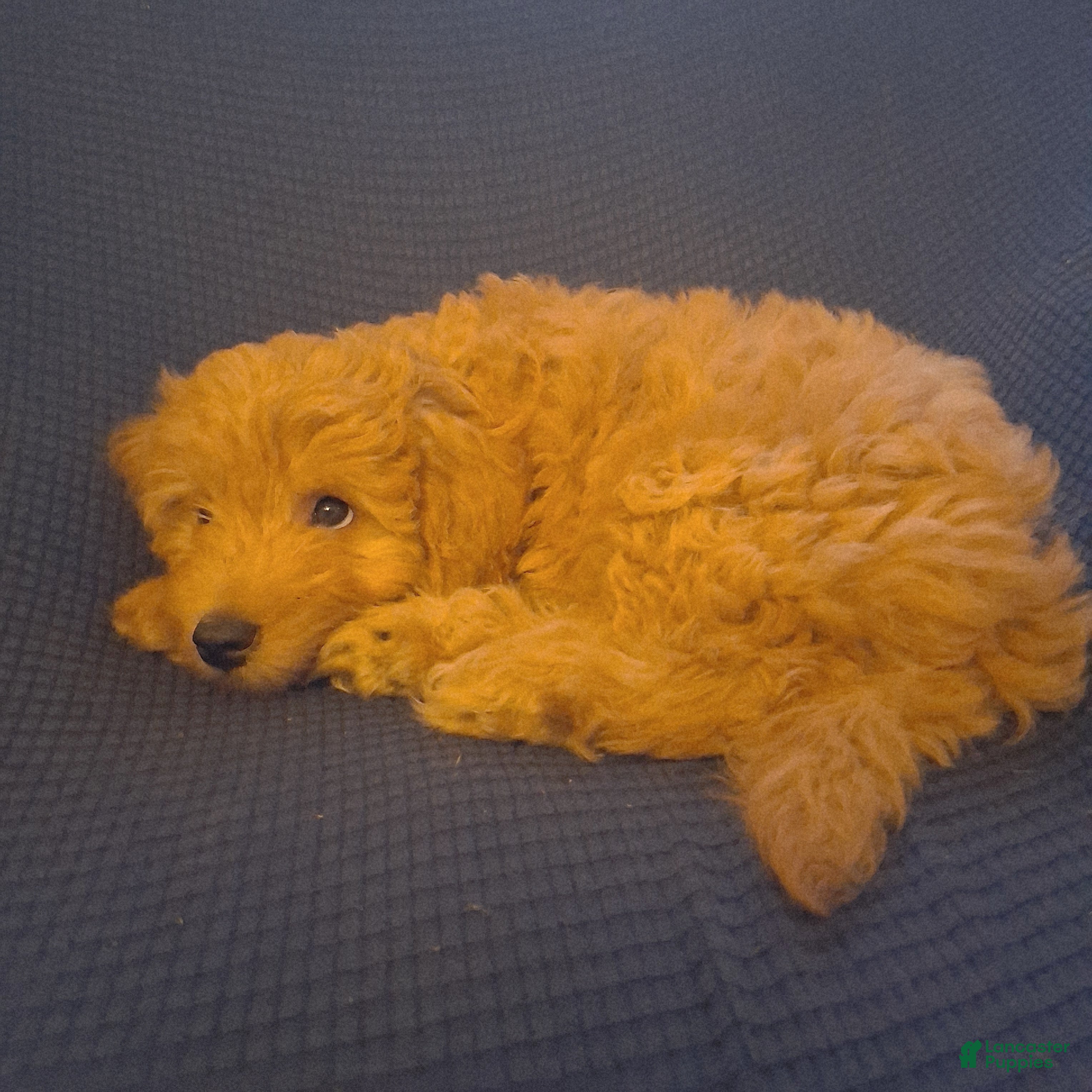 Mixed Breed dogs Teddy - Ad 2