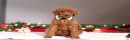 Standard Poodle dogs for sale: Charlie - Ad 4