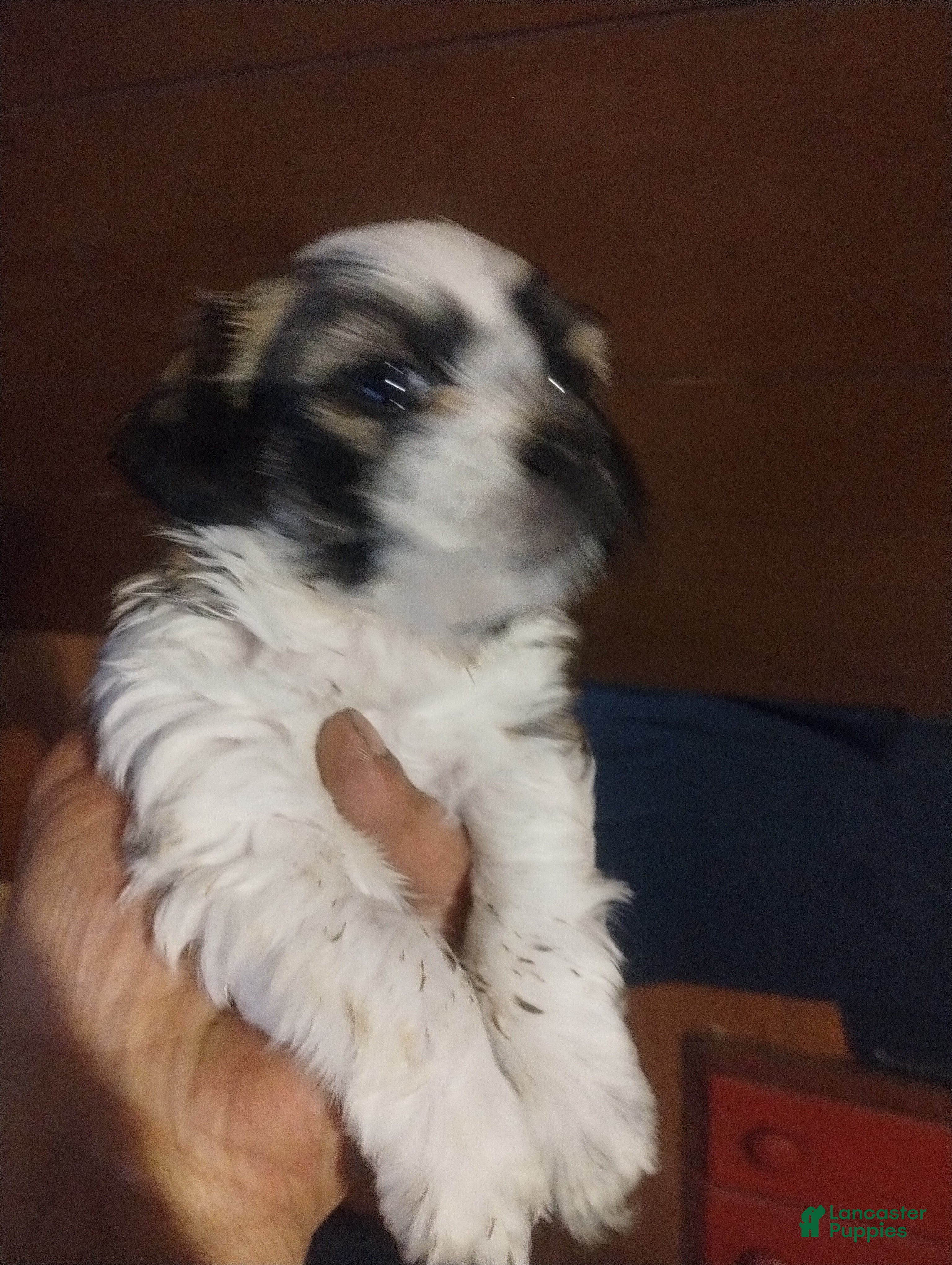 Teddy Bear dogs Teddy Bear Puppy 2 - Ad 39