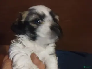 Teddy Bear dogs Teddy Bear Puppy 2 - Ad 39