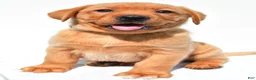 Labrador Retriever dogs for sale: Beau - Ad 4