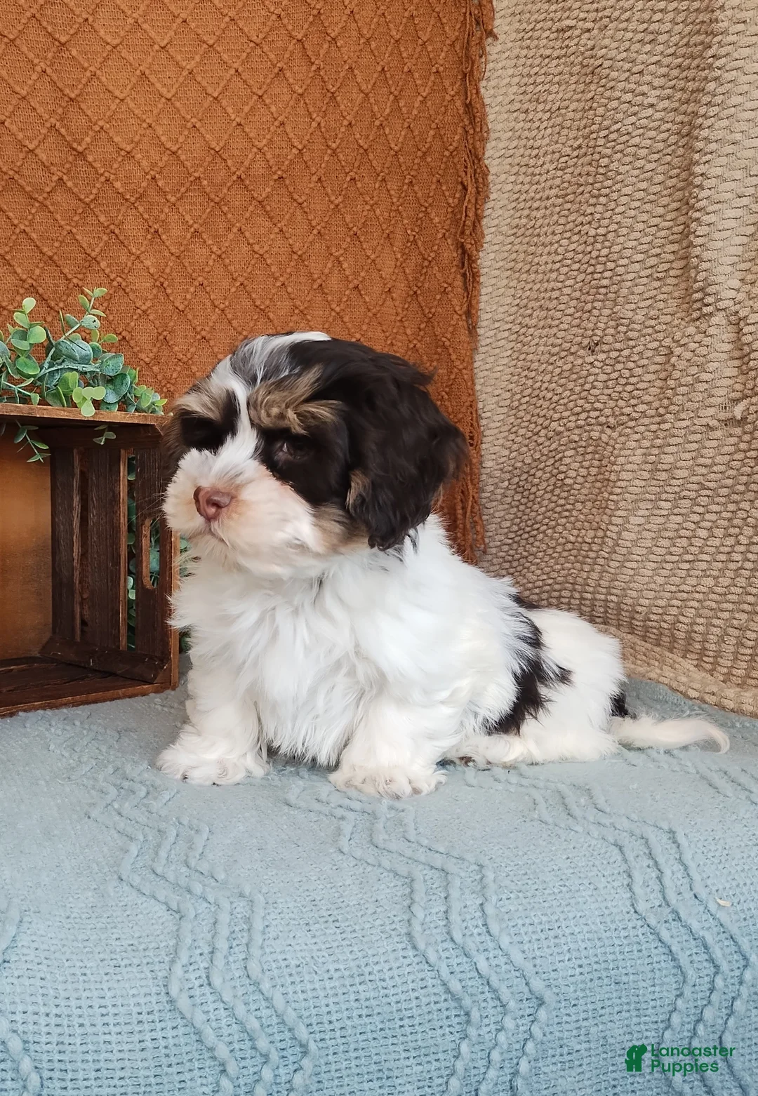 Havanese dogs for sale: Faith  - Ad 2