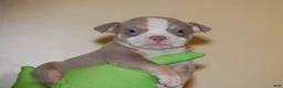 American Bully dogs for sale: Fawn Female 1 - Ad 6