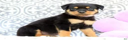Rottweiler dogs for sale: Rosey - Ad 3