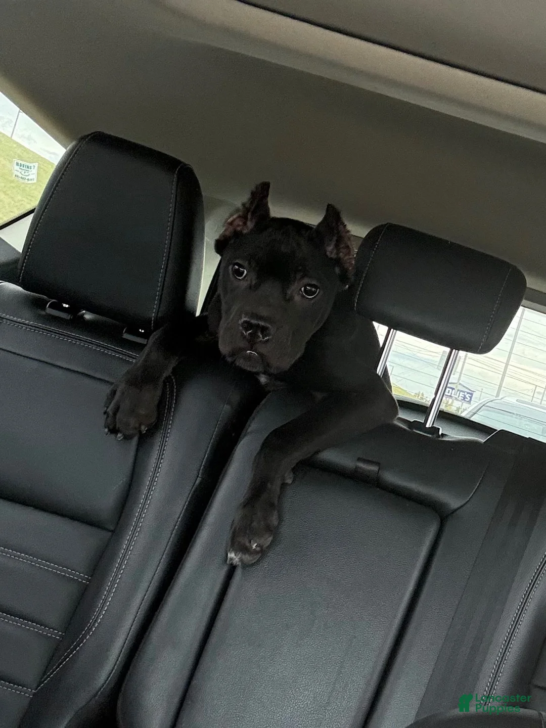 Cane Corso dogs for sale: Ophelia  - Ad 2