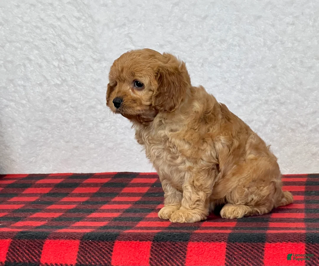 Cavapoo dogs for sale: Callie - Ad 3