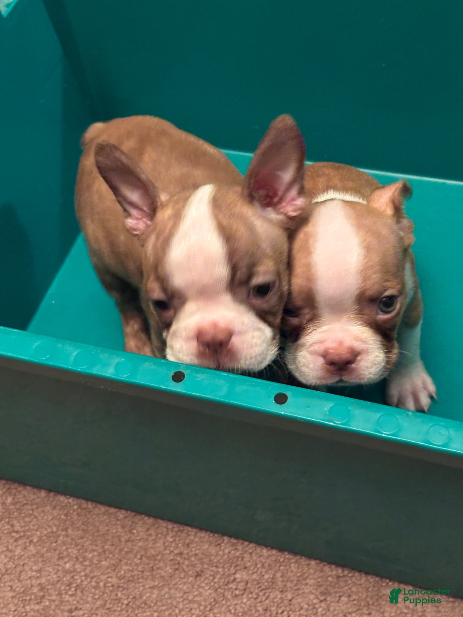 Boston Terrier dogs Boston Terrier 7 - Ad 2