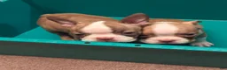 Boston Terrier dogs for sale: Boston Terrier 7 - Ad 2