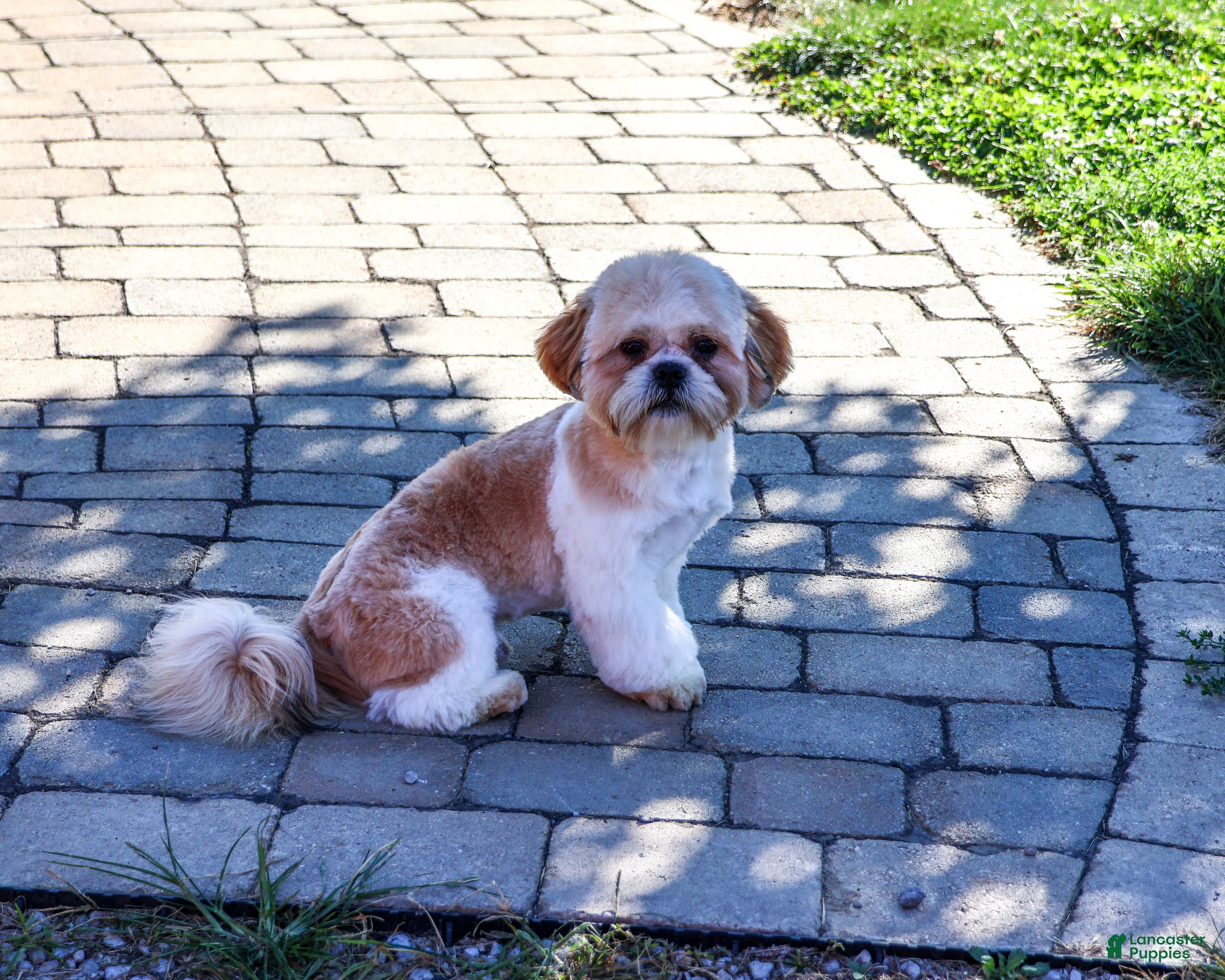 Shih Tzu dogs Fox - Ad 2