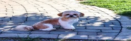 Shih Tzu dogs for sale: Fox - Ad 3