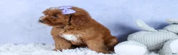 Mini Goldendoodle dogs for sale: 🐾 Meet Natasha – F2B Mini Goldendoodle Puppy 🐾 - Ad 15