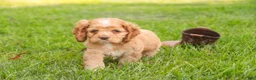 Cocker Spaniel dogs for sale:  Anna Cocker Spaniel  - Ad 3