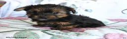 Yorkshire Terrier dogs for sale: Lenora - Ad 3