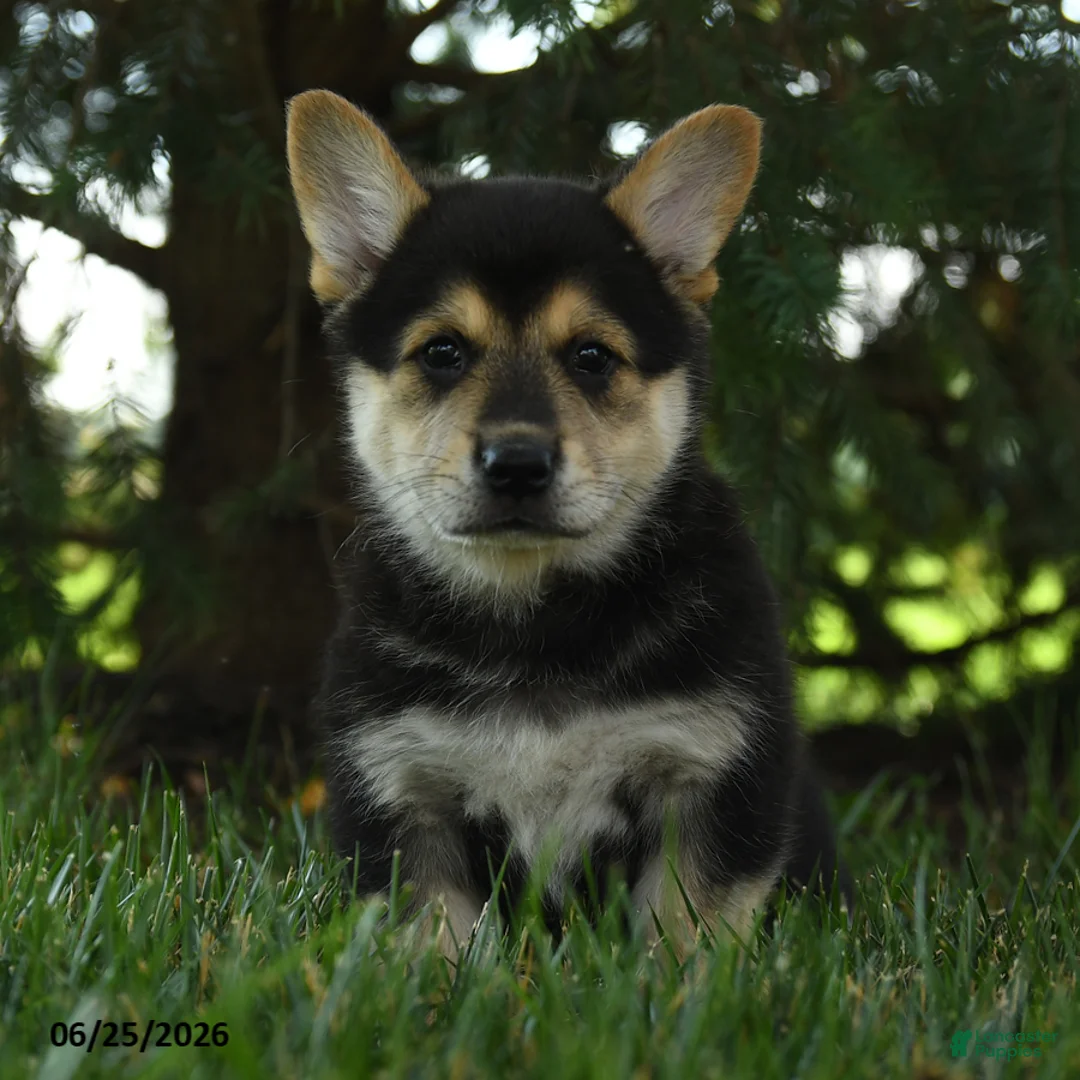 Mixed Breed dogs for sale: Archie - Ad 3