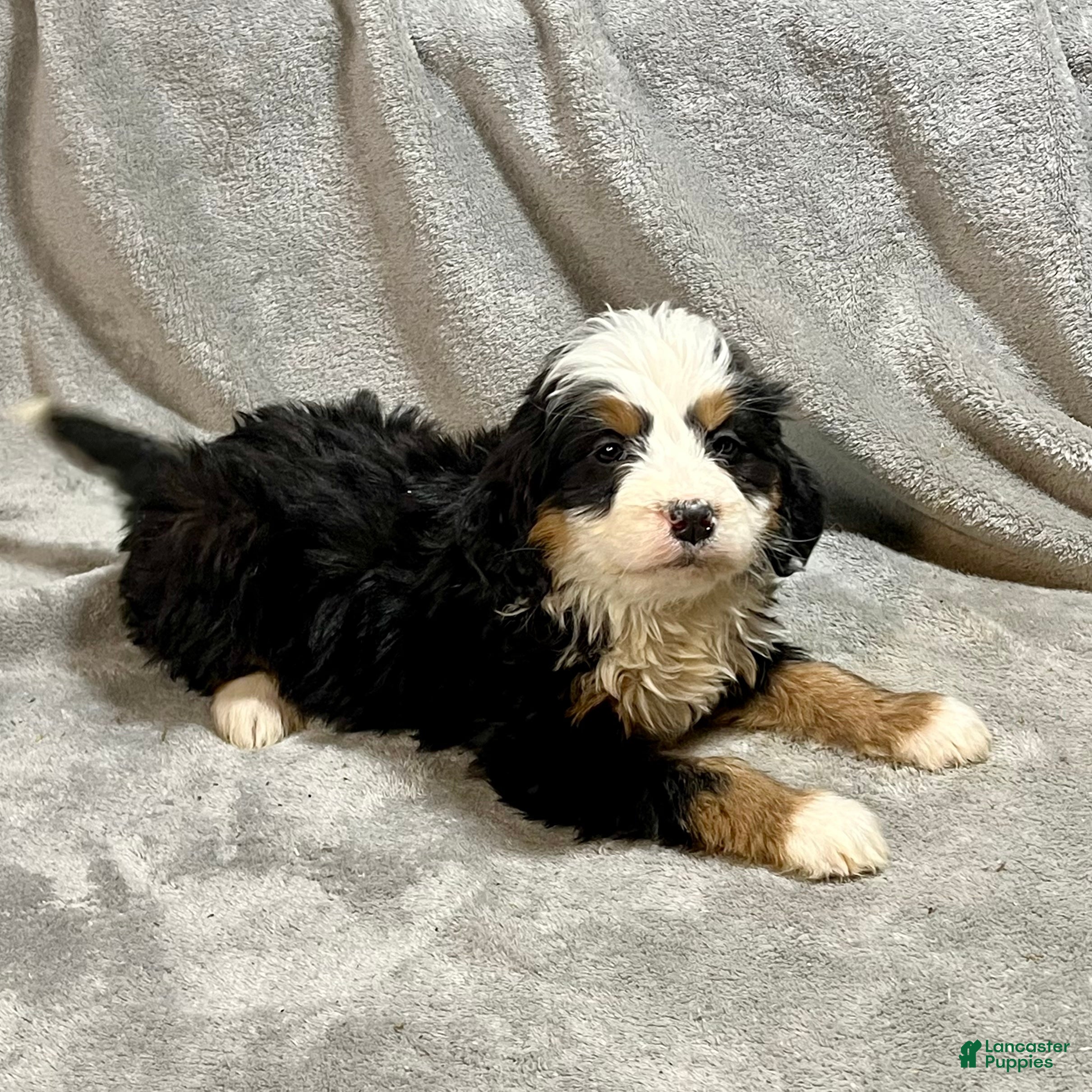 Bernedoodle dogs Morgan - Ad 2