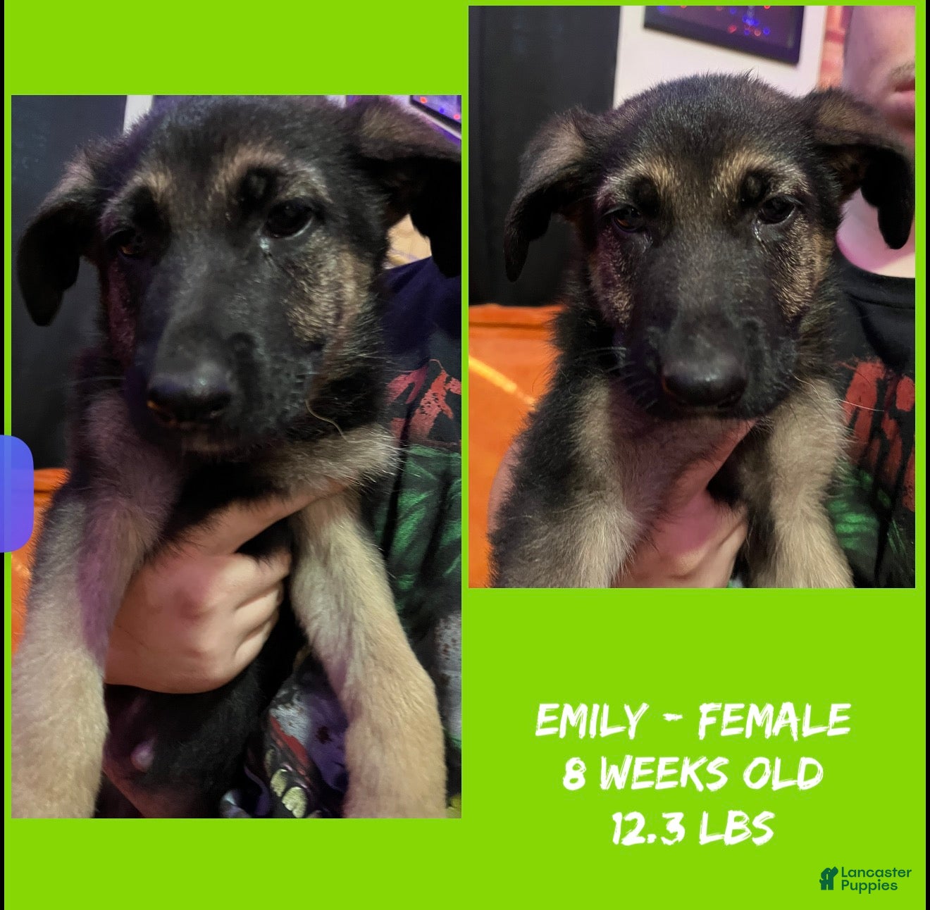 German Shepherd dogs for sale: Emily - Ad 1