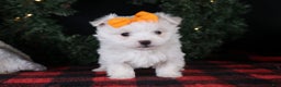 Maltese dogs for sale: APOLLO - Ad 18