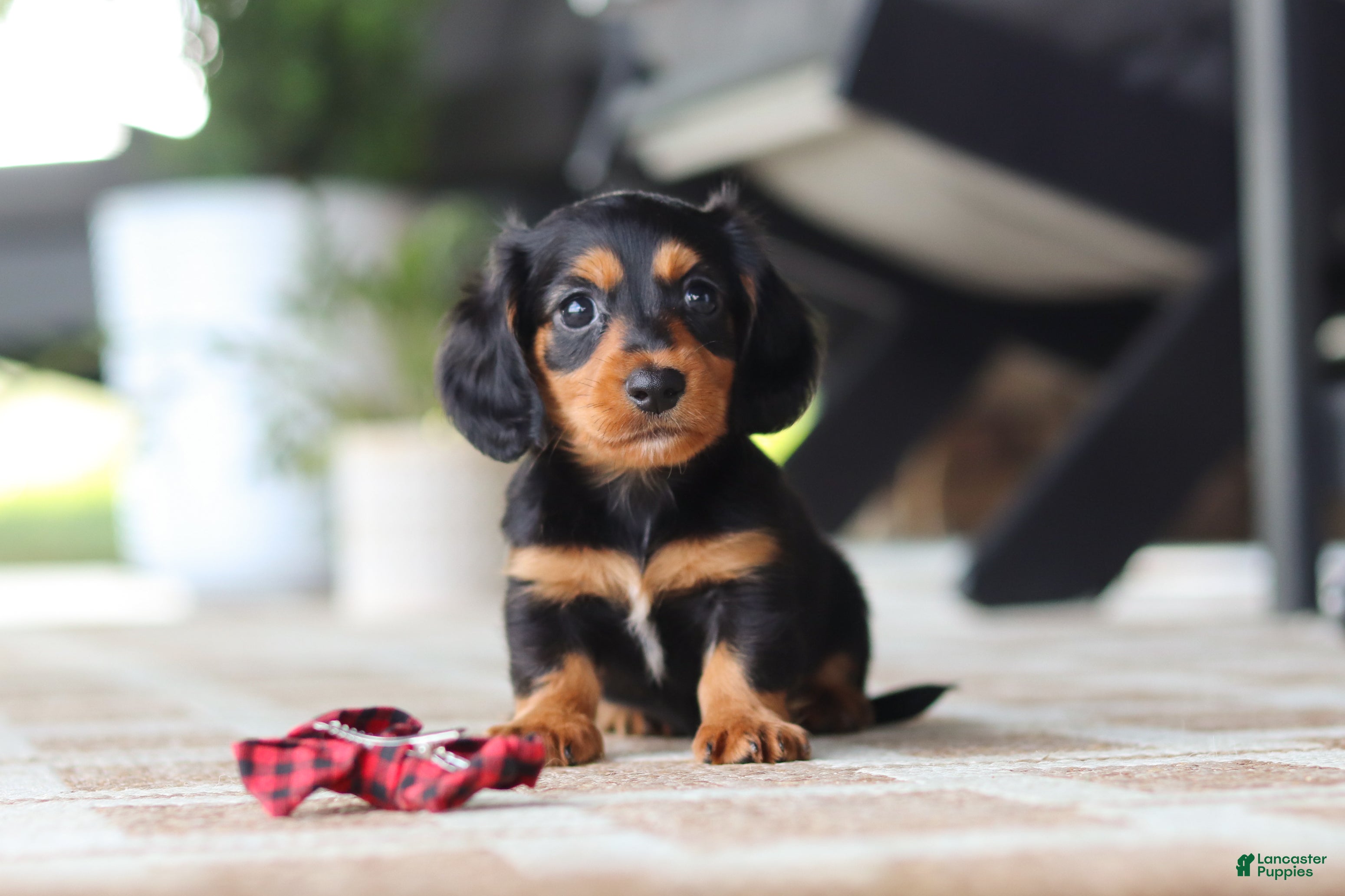 Miniature Dachshund dogs Arthur  - Ad 1