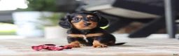 Miniature Dachshund dogs for sale: Arthur  - Ad 1