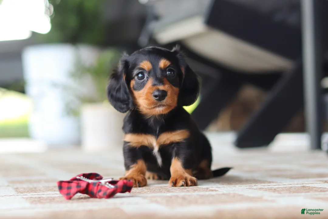 Miniature Dachshund dogs for sale: Arthur  - Ad 1