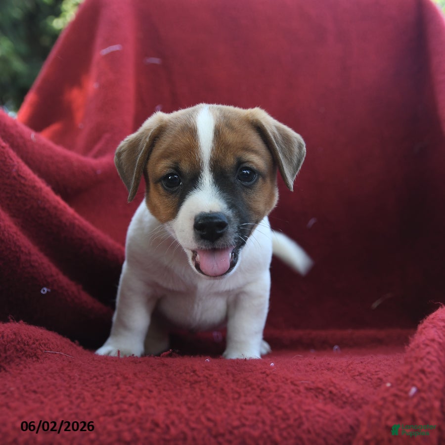 Jack Russell Terrier dogs for sale: Cappacino - Ad 2