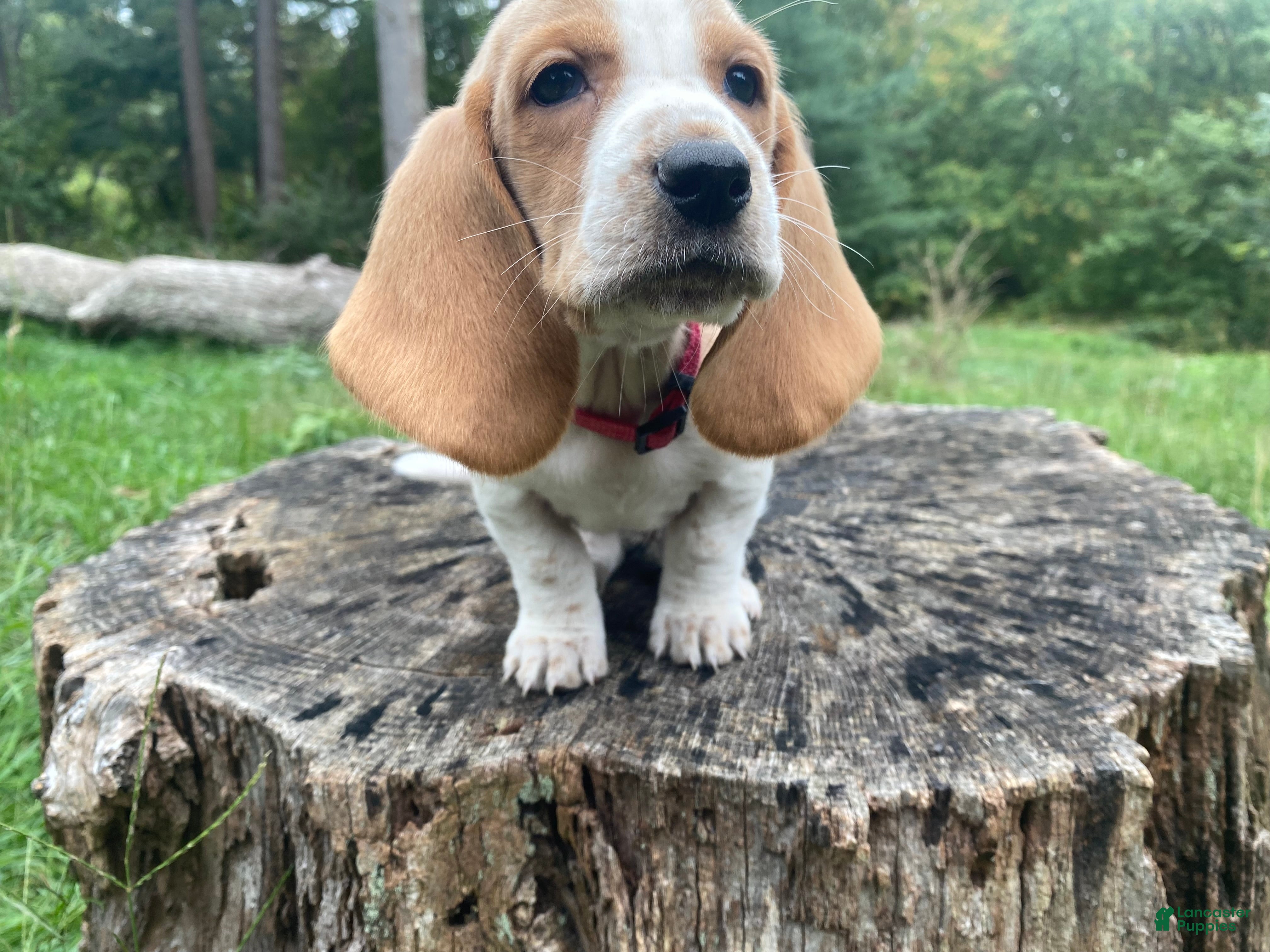 Basset Hound dogs Dolly - Ad 1