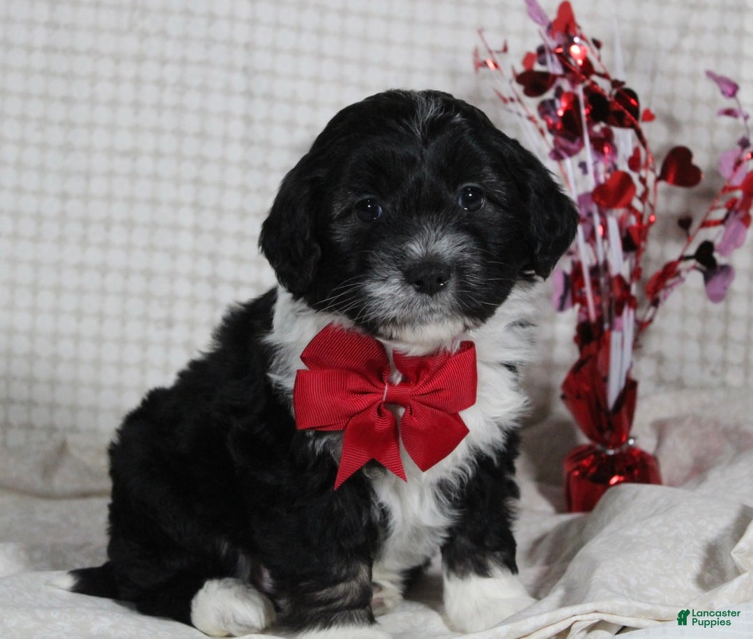 Mini Aussiedoodle dogs for sale: Ollie - Ad 6