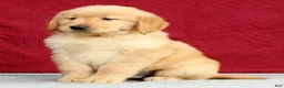 Golden Retriever dogs for sale: Yukon - Ad 4