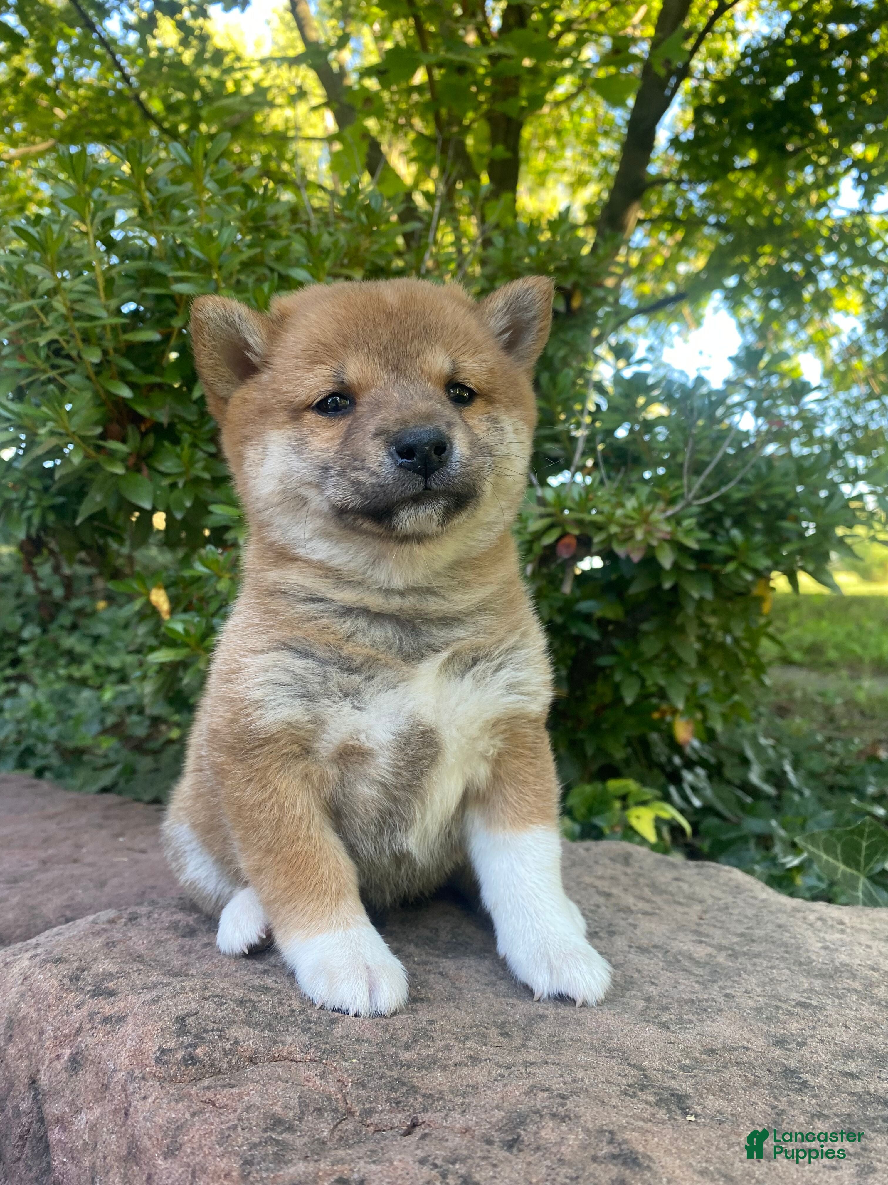 Shiba Inu Puppies for sale in Ohio Lancaster Puppies