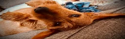Mixed Breed dogs for sale: Binkles  - Ad 11