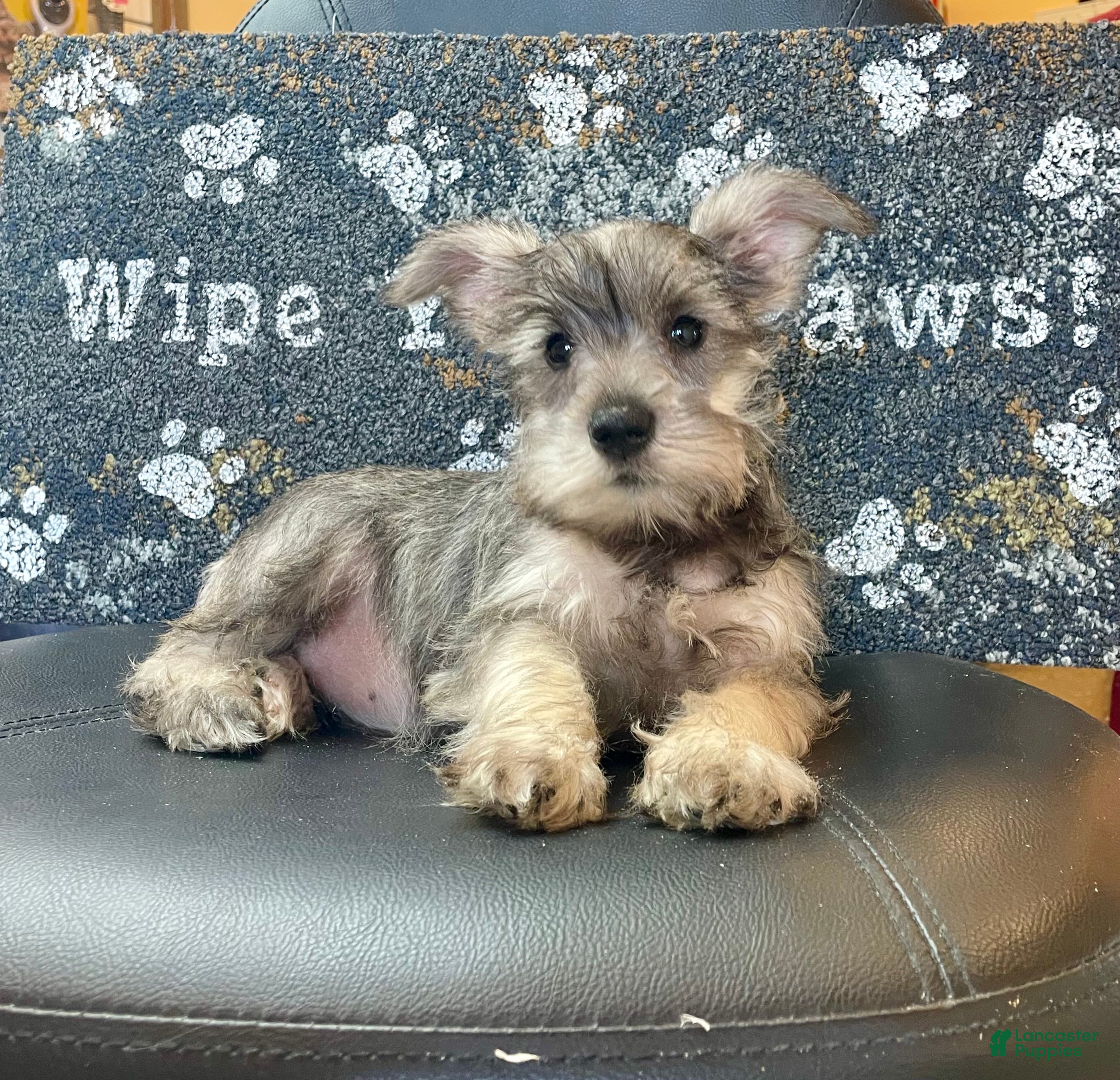 Miniature Schnauzer dogs Oleta - Ad 24