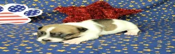 Jack Russell Terrier dogs for sale: Pyro CKC Reg male  - Ad 1