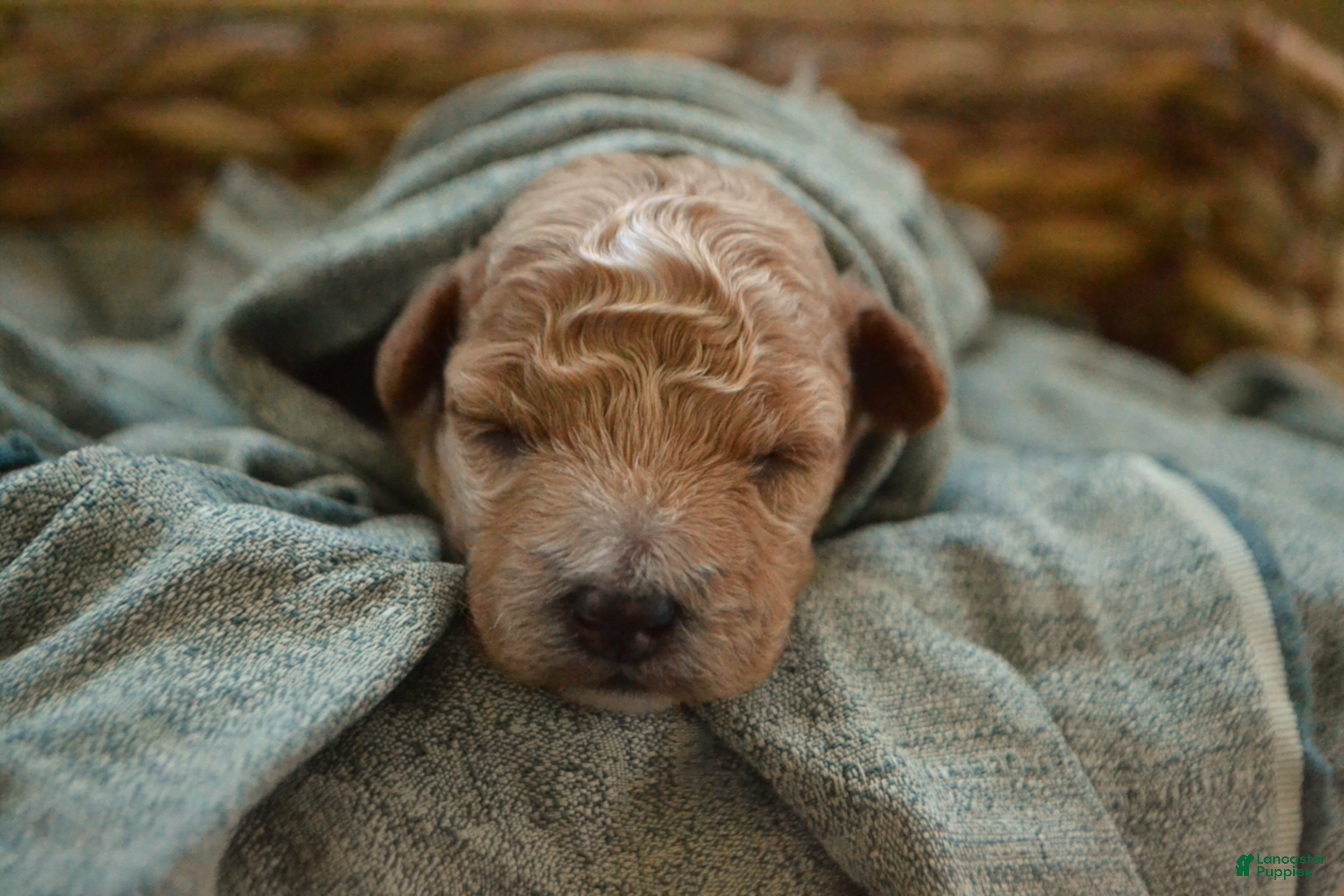 Maltipoo dogs Ginger - Ad 1