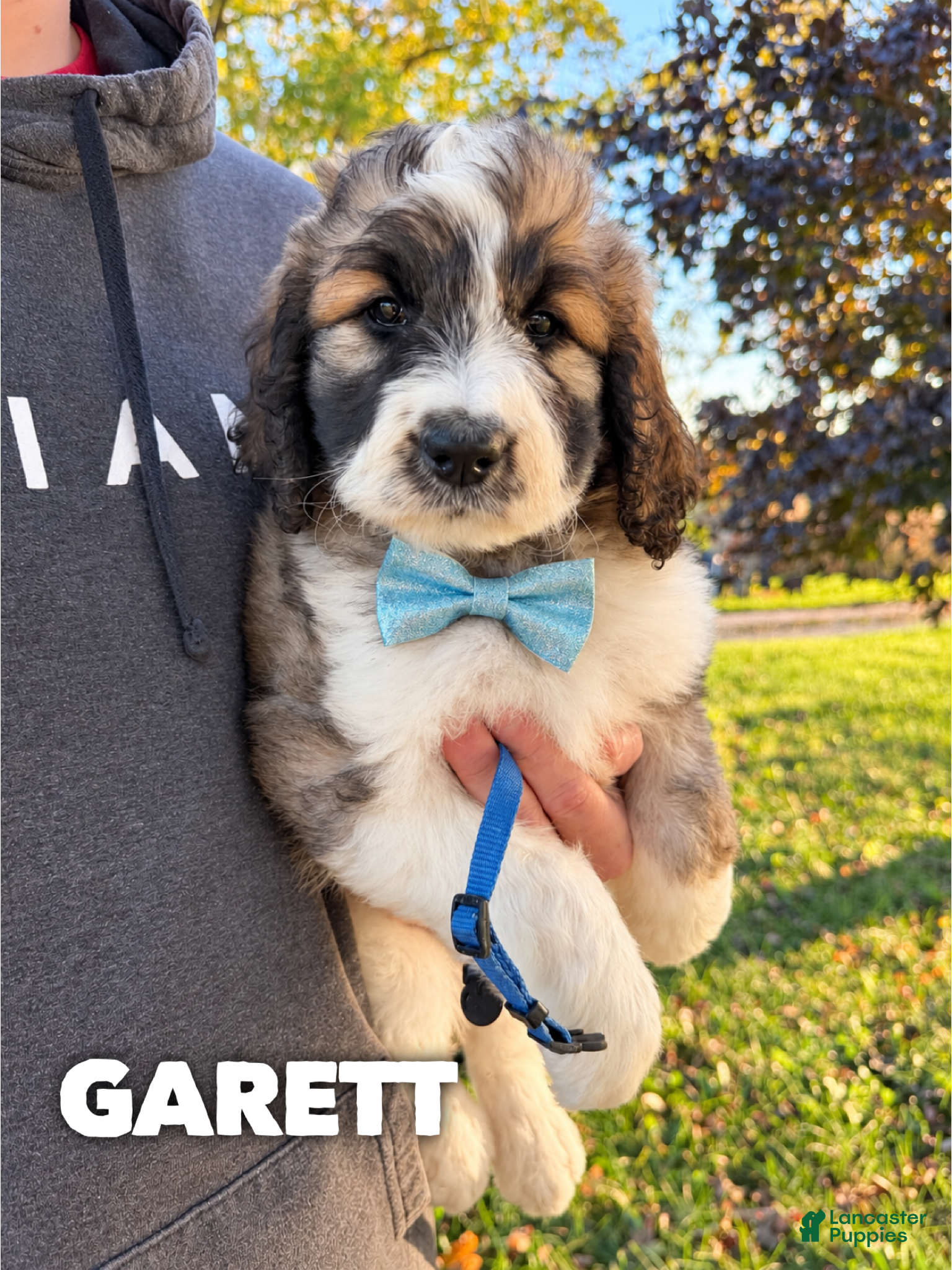 Saint Berdoodles dogs for sale: Garett - standard f1b - Ad 11