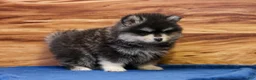 Pomsky dogs for sale: Teddy - Ad 5