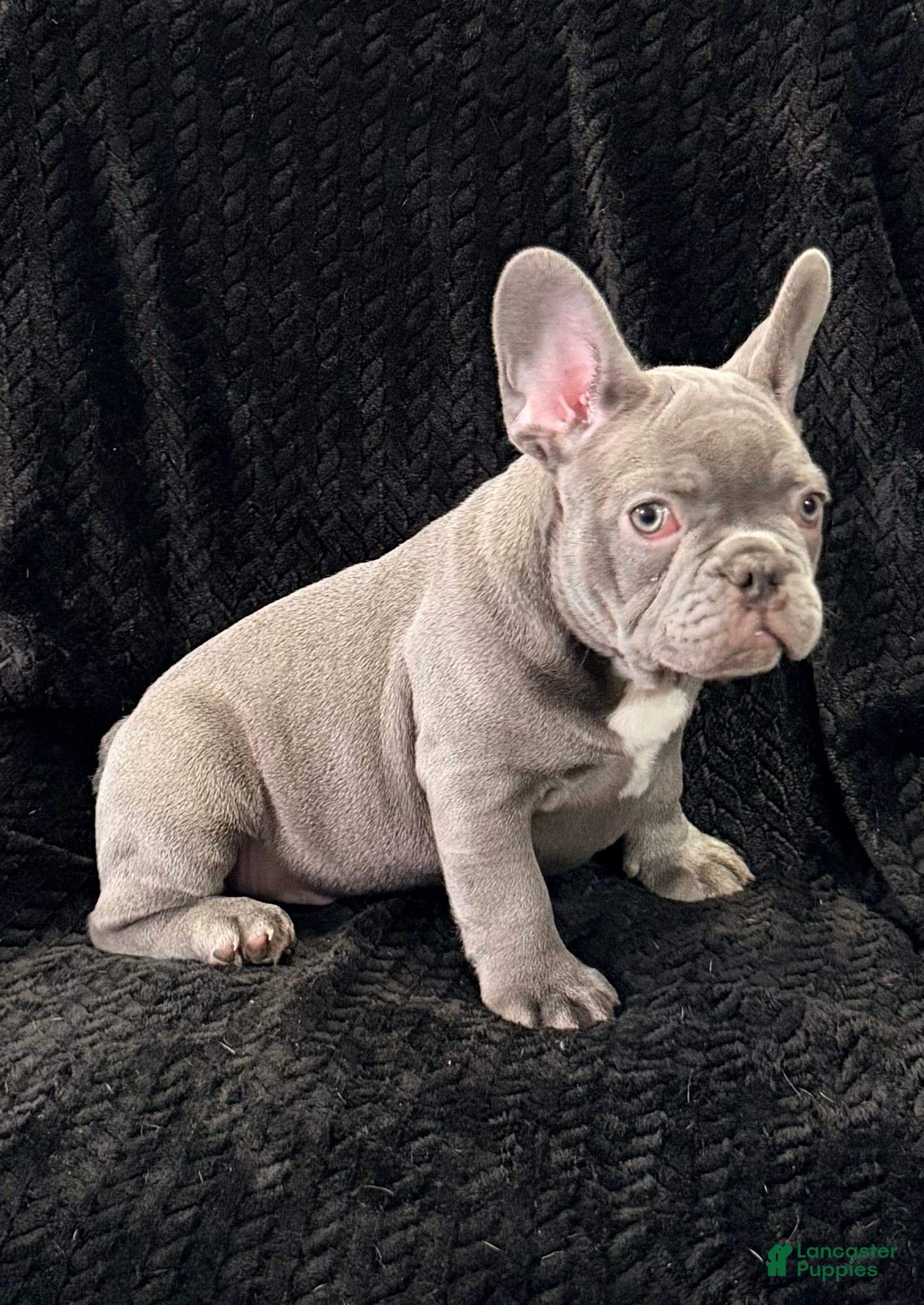 French Bulldog dogs Timmy - Ad 1