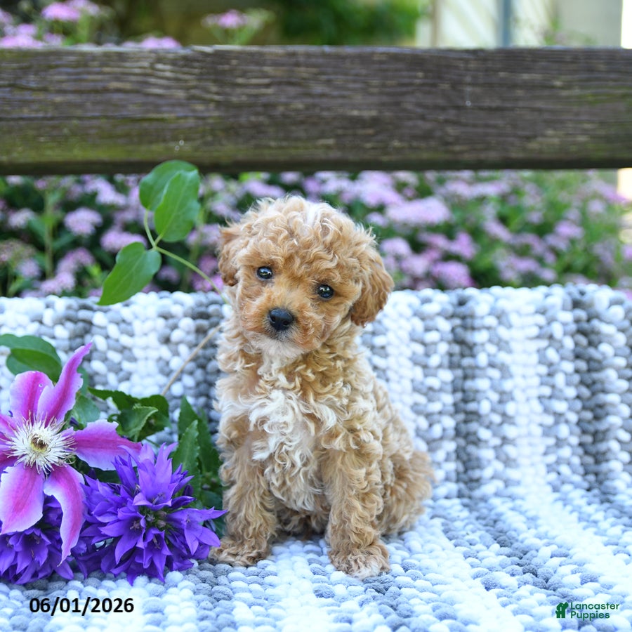 Miniature Poodle dogs Crawford - Ad 2