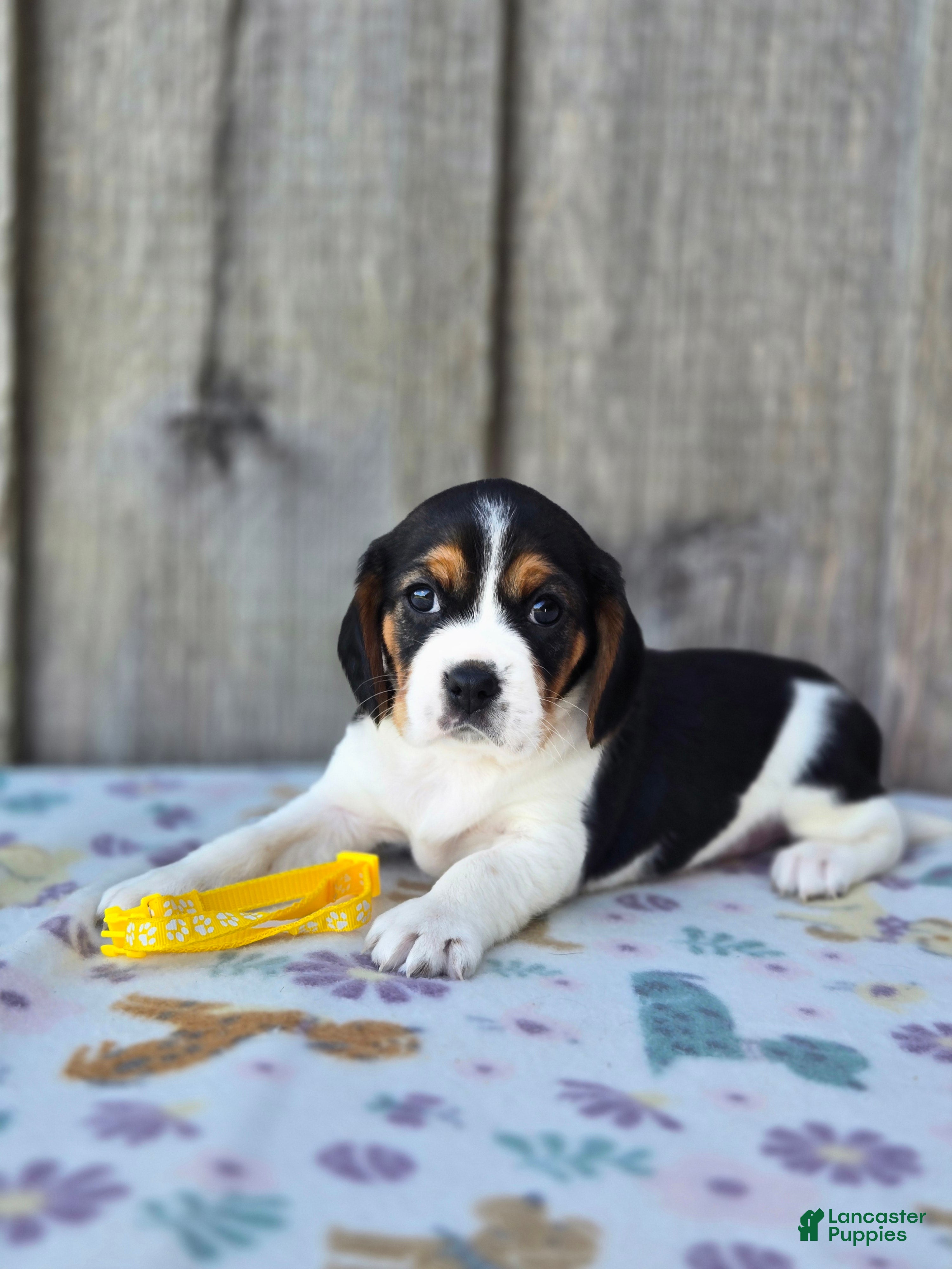 Beaglier dogs Sunny - Ad 2