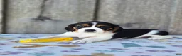 Beaglier dogs for sale: Sunny - Ad 2